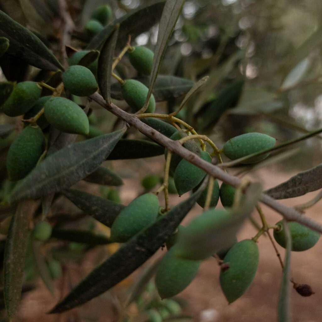 Koroneiki olives