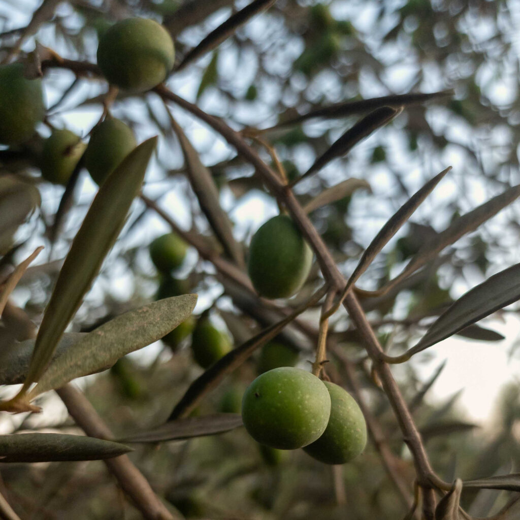 Manzanilla olives
